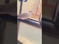 فختايه فختايه