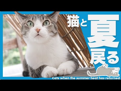 猫と夏戻る