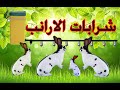 تركيب شرابات الارانب