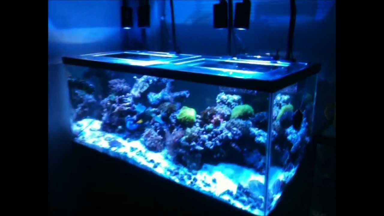 my new kessil led youtube