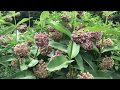 Learn to Grow: Common milkweed
