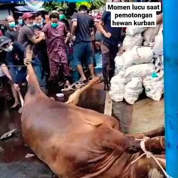 Video lucu saat pemotongan hewan kurban||