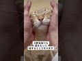 元野良猫でも愛をもって接するとこうなります