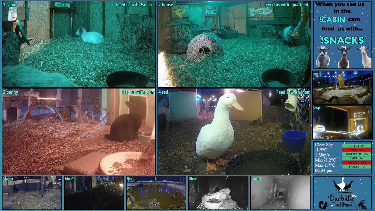 FREE DAILY FEED - Relax with ducks, goats, pups, squirrels, bunnies and other animals!