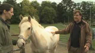 Laminitis