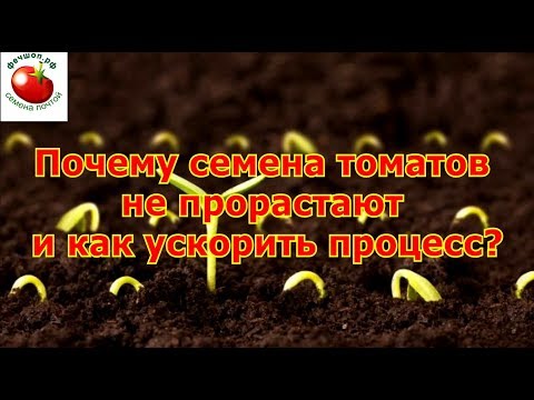 Почему семена томатов не прорастают и как ускорить процесс?