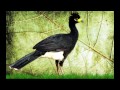 O Canto do Mutum de penacho (Crax fasciolata) - Bare-faced Curassow