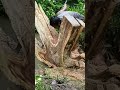 perjuangan berat menyanggupi pesenan lembaran akar trembesi.#chainsaw #woodworking
