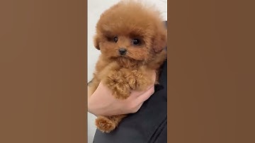 My Realistic Robot Puppy