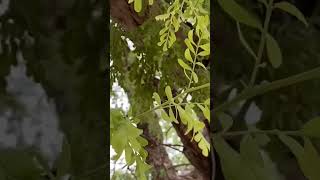 🔴 ¡Vive 800 años, da sombra a plantas y crece hasta 10 metros!: Conoce al maravilloso Palo Fierro