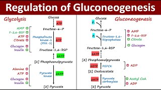 Regulation of Gluconeogenesis | Reciprocal Regulation of Gluconeogenesis and Glycolysis | Metabolism