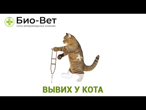 Вывих у Кота - Как Определить и Что Делать // Сеть Ветклиник Био-Вет