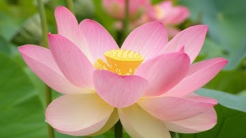 سورة الطلاق بتلاوة نادرة للقارئ العفاسي "قديماً"