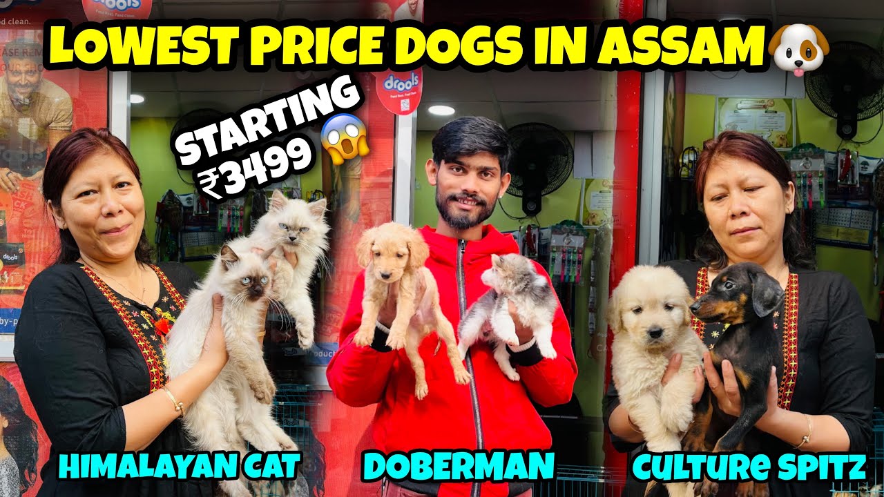 Wholesale Dog Market In Guwahati Starting Price 3500 YouTube wholesale-dog-market-in-guwahati-starting-price-3500-youtube