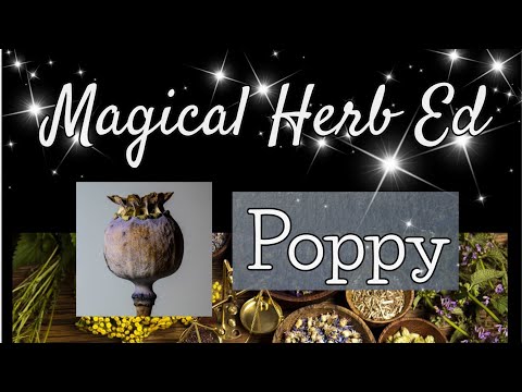 Magic Herb Education 🌿- the Poppy