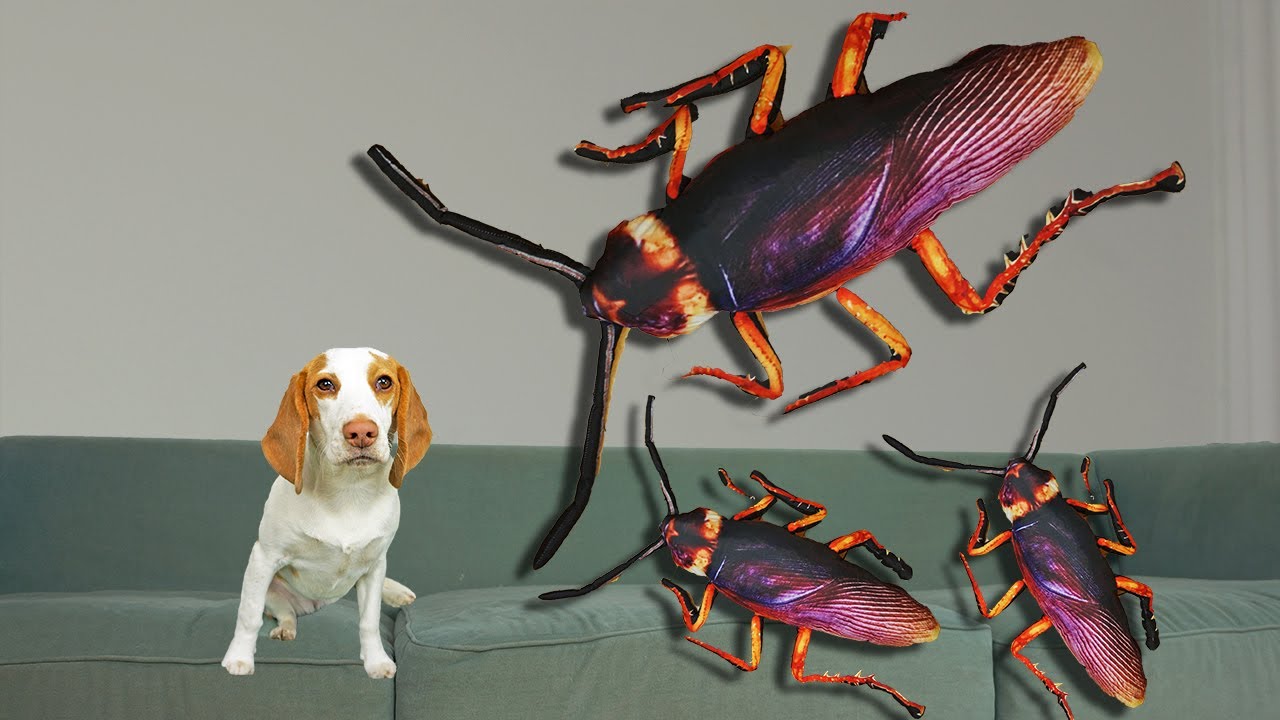 ⁣Puppy vs Giant Cockroach Invasion Prank! Cute Puppy Dog Indie Battles The Biggest Bugs in the World