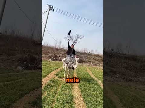 Esse menino conseguiu subir em cima de um AVESTRUZ! #curioso #incrível #interessante