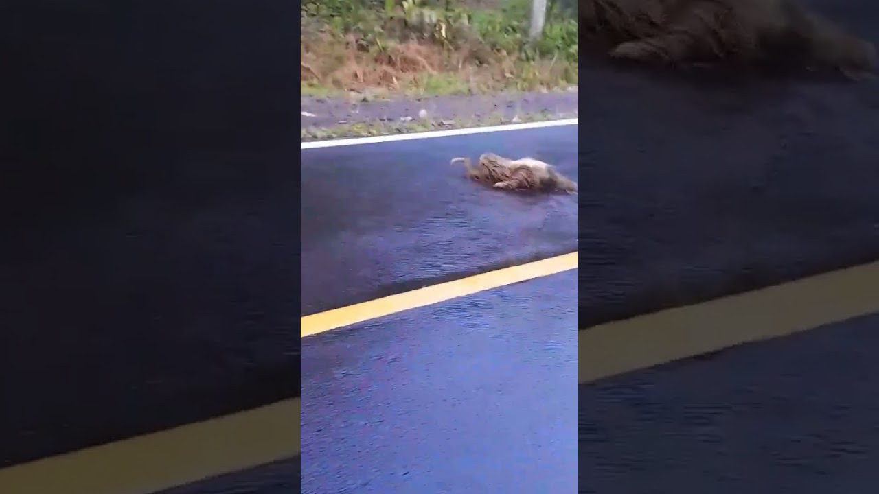 MotoPW rescatando un perico ligero!!!!!