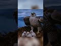 The Ultimate Arctic Predator: Gyrfalcon’s Epic Battle for Survival 🦅❄️