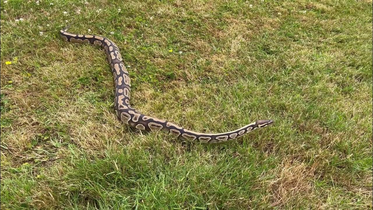 Royal / ball Python stretching his legs 😀 outdoors - YouTube