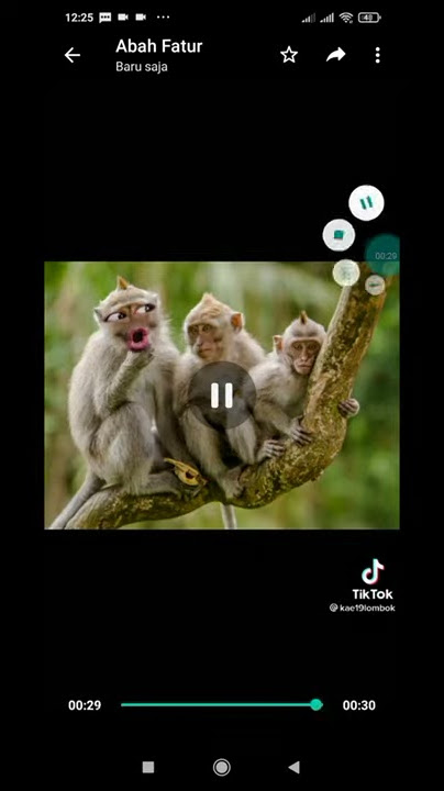 video monyet nyebut sahur