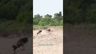 Wildebeest, come here, I'm not afraid of you. Animal fighting power competition. Animal wonderful m