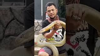 PANJI WAS ATTACKED BY KING COBRA WIDI BECAUSE OF THIS!!