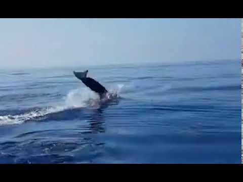 აი, ასე გადაუხადა დელფინმა  მადლობა მეთევზეებს