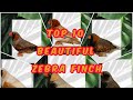 TOP 10 BEAUTIFUL ZEBRA FINCH/PIPIT ZEBRA