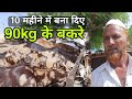 इस्लाम भाई गाँव में पालते है बेस्ट बकरे | big kurbani goat | ajmeri sojat sirohi | pkraj vlogs