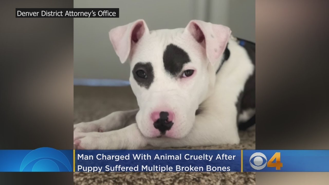 Man Charged With Animal Cruelty After Puppy Suffered Multiple Broken ...