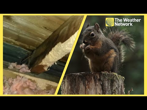 Squirrels Can Get a Little Squirrely in Fall: How to Keep Them Away