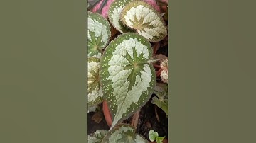 Begonia