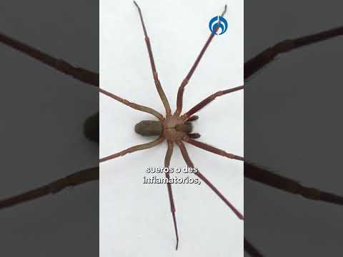 Video: ¿Qué causa los nevos de araña?