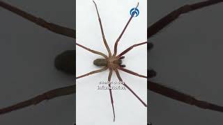 ¿Qué hacer si te muerde una Araña Violinista?