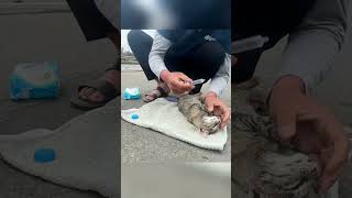 Спасение кошачьей семьи🥹 #добрыелюди #кошка #спасение