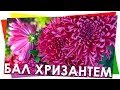 Бал Хризантем Никитский Ботанический сад, Крым