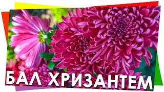 видео Бал хризантем 2017 в Никитском ботаническом саду (Ялта)