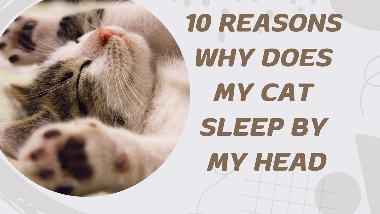 10 Reasons Why Does My Cat Sleep By My Head