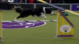 Shelby Cobra the Border Collie wins the 20