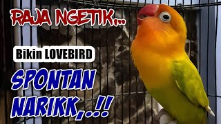 RAJA NGETIK,.. BIKIN LAWAN SPONTAN NARIKK, Suara Lovebird Ngetik  Merangsang LB Diam Langsung Ngekek