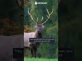 Did you know why Barasingha is called 'Barasingha' | Zerony reel