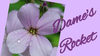 Dame's Rocket - that invasive wildflower queen