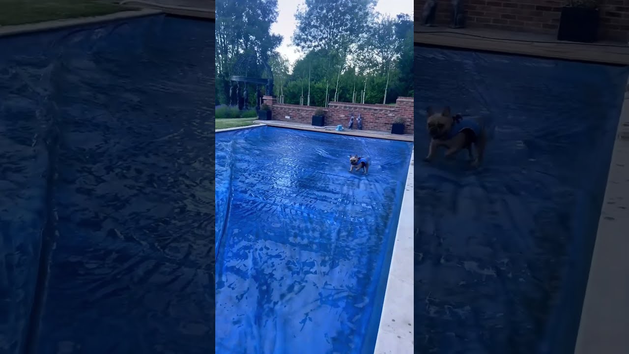 Bro Is Lagging Lag Dog Funnydog