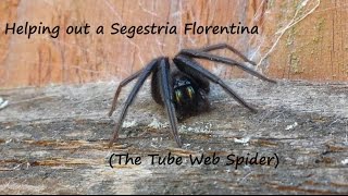 Helping out an injured Segestria Florentina - The Tube Web Spider