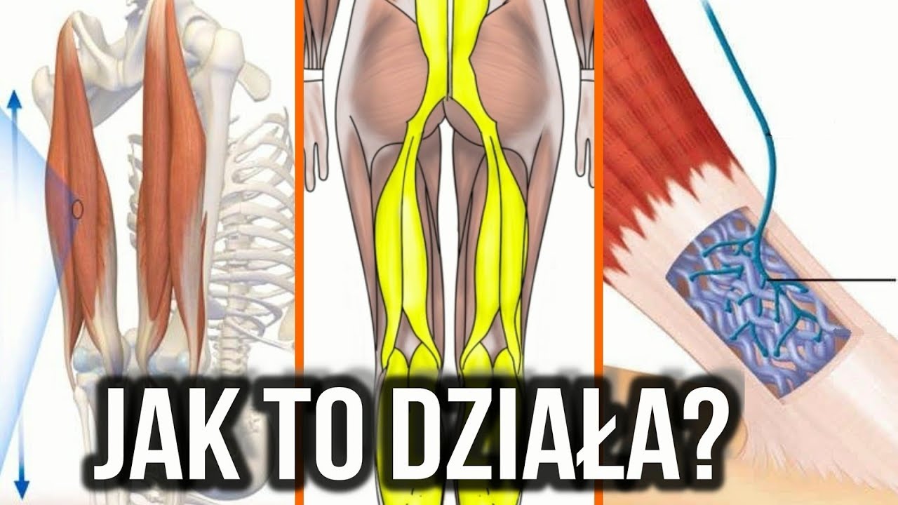 Co DOKŁADNIE dzieje się w mięśniu, gdy go rozciągasz [Dla ambitnych]