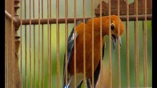 Anis Merah Juara Suara Kasar