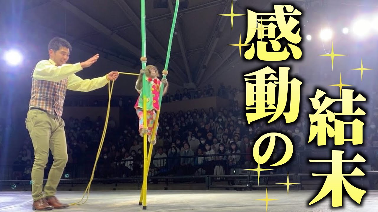 最も難しい猿の芸を子猿が２ヶ月猛練習…涙と大歓声の初披露は見なきゃ損です