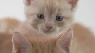 فيديوهات قطط بدون حقوق طبع والنشر جاهزة للمونتاج