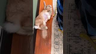 Thumbnail for Have you ever seen a rabbit do this? #petlife #rabbit #freeroamrabbit #petrabbit #hollandlop